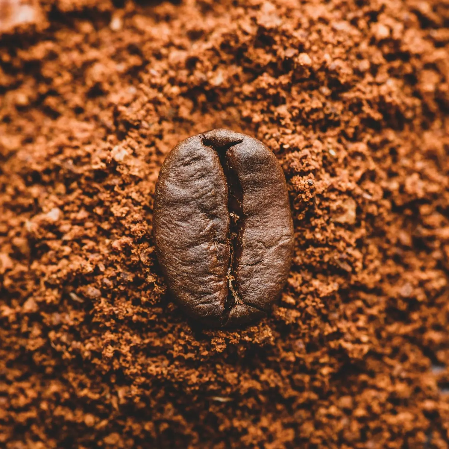 Close-up of ground filter coffee powder with a coffee bean