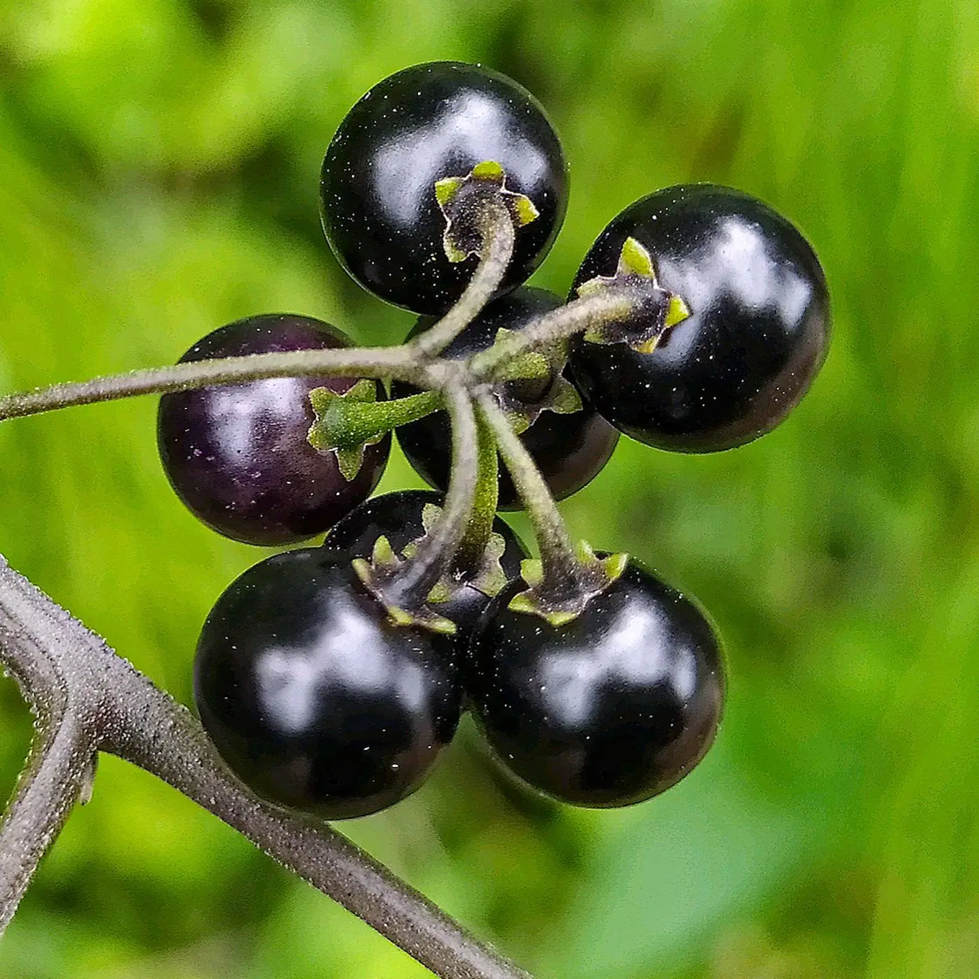Ripe manathakkali (black nightshade) berries
