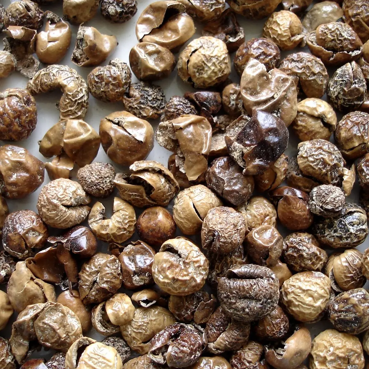 Dried sundakkai (turkey berries)